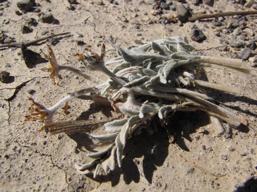 Image of Unidentified Plant sp. #3119 (). Click to enlarge parts of image.