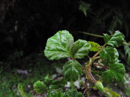 未確認の植物種 sp. #2457の写真