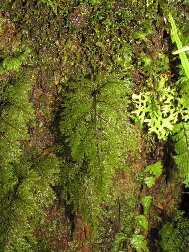 Image of Hymenophyllum sp. #3186 (). Click to enlarge parts of image.