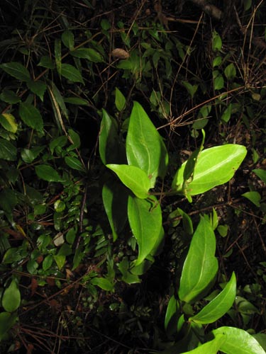 Image of Griselinia ruscifolia (). Click to enlarge parts of image.