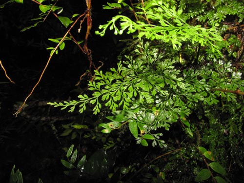 Bild von nicht bestimmte Pflanze (Fern) sp. #3184 (). Klicken Sie, um den Ausschnitt zu vergrössern.