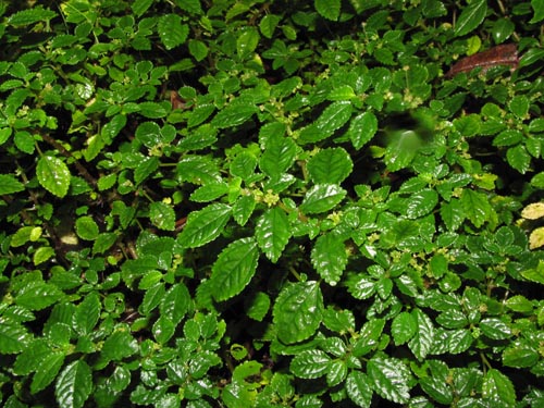 Image of Pilea elliptica (). Click to enlarge parts of image.