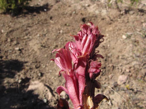 Image of Unidentified Plant sp. #2459 (). Click to enlarge parts of image.