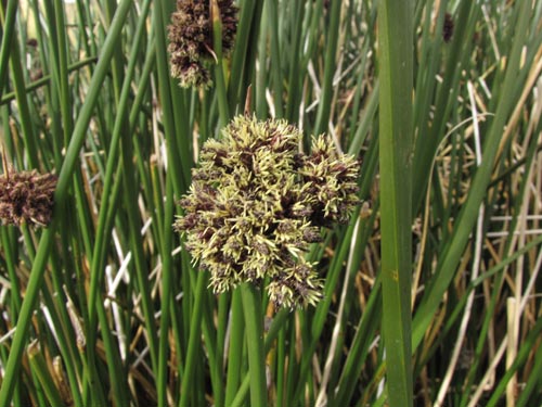 Image of Carex sp. #3134 (). Click to enlarge parts of image.