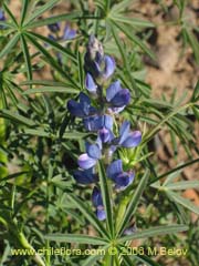 Image of Lupinus angustifolius (Lupina amargo/Lupino azul)