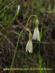 Bild von Leucocoryne alliacea ()