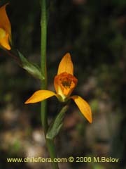 Image of Chloraea chrysantha ()