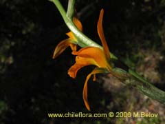 Image of Chloraea chrysantha ()