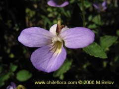 Imgen de Viola portalesia (Violeta arbustiva)