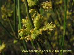 Image of Ephedra chilensis (Pingo-pingo/Transmontana/Solupe)