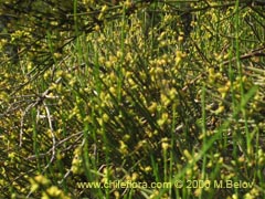 Image of Ephedra chilensis (Pingo-pingo/Transmontana/Solupe)