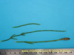 Bild von Equisetum bogotense (Hierba del platero/Limpia plata/Hierba de la plata/Canutillo)