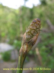 Bild von Equisetum bogotense (Hierba del platero/Limpia plata/Hierba de la plata/Canutillo)