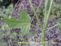 Image of Loasa triloba (Ortiga caballuna)