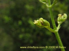 Imgen de Valeriana sp. #1522 ()