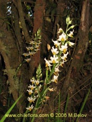 Bild von Gavilea longibracteata (Pico de loro)