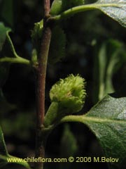 Image of Nothofagus obliqua sp. #0720 ()