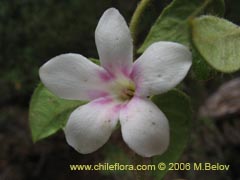 Image of Elytropus chilensis (Quilmay/Poroto del campo)