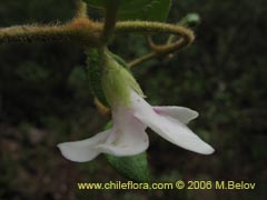 Image of Elytropus chilensis (Quilmay/Poroto del campo)