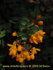 Bild von Berberis darwinii (Michay/Calafate)