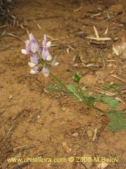 Bild von Astragalus sp. #1528 ()