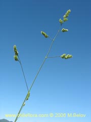 Image of Unidentified Plant #1897 ()