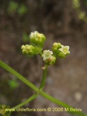 Imgen de Valeriana sp. #1537 ()