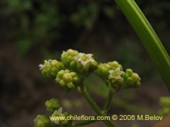 Imgen de Valeriana sp. #1537 ()