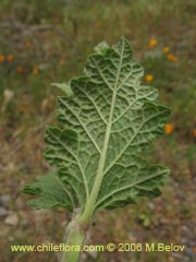 Image of Unidentified Plant #1896 ()