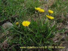 Bild von Taraxacum officinale (Diente de len/Lechuguilla)