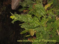 Imgen de Senecio fistulosus (Hualtata)