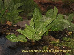 Imgen de Senecio fistulosus (Hualtata)