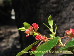 Image of Nothofagus dombeyi (Coihue/Coige)