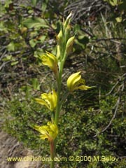 Image of Chloraea cristata (orquidea amarilla)