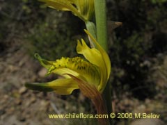 Image of Chloraea cristata (orquidea amarilla)