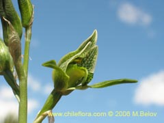 Image of Chloraea viridiflora (Orquidea de flor verde)