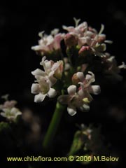 Bild von Valeriana sp. #1546 ()