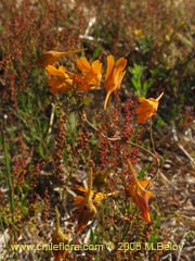 Image of Tropaeolum gracile ()