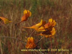 Image of Tropaeolum gracile ()