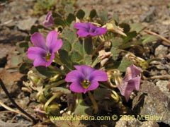 Imgen de Viola sp. #1551 ()