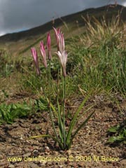 Image of Leucocoryne alliacea ()