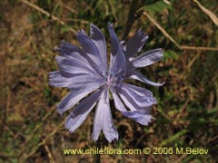 Bild von Cichorium intybus (Chicorea/Achicoria)