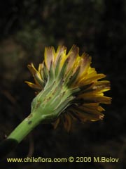 Bild von Hypochaeris sp.  #1676 (Cerrajilla)