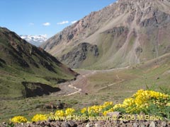 Imgen de Tropaeolum polyphyllum (Soldadito grande de la cordillera)