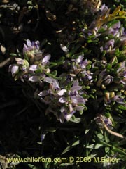 Image of Unidentified Plant #2415 ()