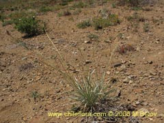 Imgen de Plantago grandiflora ()