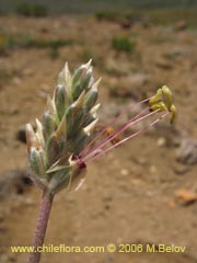 Imgen de Plantago grandiflora ()