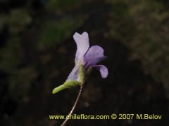 Image of Pinguicula chilensis ()