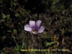 Image of Pinguicula chilensis ()