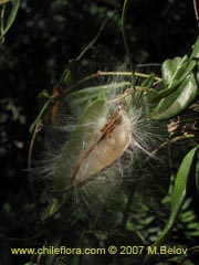 Image of Diplolepsis menziesii (Voqui amarillo/Voquicillo)